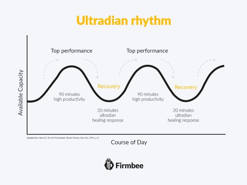ultradian_rhythm